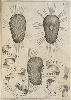Malvales Collection: Hibiscus seeds