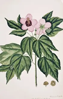 Hibiscus Prints: Hibiscus simplex, Chinese parasol tree