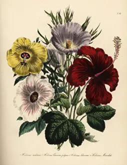 Lilac Prints: Hibiscus species