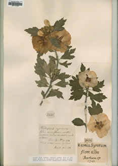 Albo Gallery: Hibiscus syriacus, rose of althea and Ketmia syrorum, flore