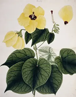 Malvidae Prints: Hibiscus tiliaceus, beach hibicus