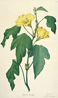 Malvales Collection: Hibiscus tiliaceus, sea hibiscus