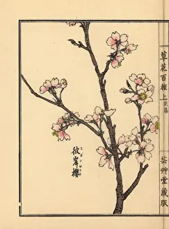 Gardenflower Prints: Higan cherry blossom, Prunus pendula