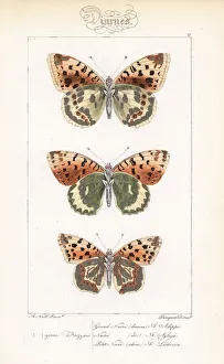 Alexis Collection: High brown fritillary, dark green fritillary