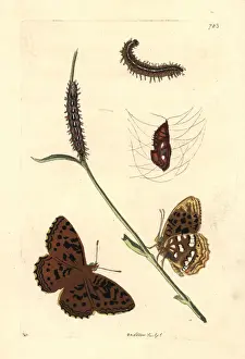 High brown fritillary, Fabriciana adippe