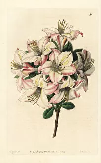 Flowering Gallery: Highcleve azalea, Azalea altaclerensis