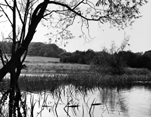 Ponds Prints: Highgate Pond