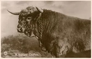 Highland Bull - Scotland