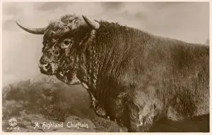 Chieftain Prints: Highland Bull - Scotland