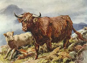 Highland Cattle 1890S