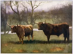 Highland Cattle