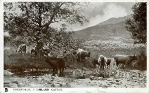 Loch Gallery: Highland Cattle, Aberfoyle, Stirlingshire
