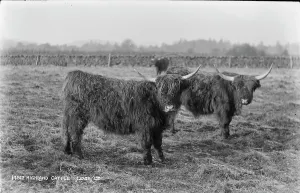Highland Cattle in a Field