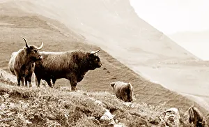 Skye Prints: Highland cattle, Isle of Skye, Scotland