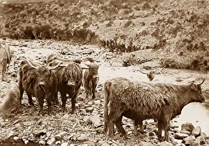 Highland Cattle, Scotland