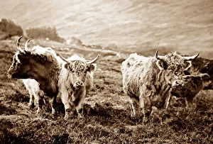 Highland Cattle, Scotland