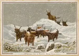 Highland Cattle Winter