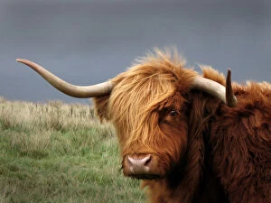 A Highland cow, Scotland