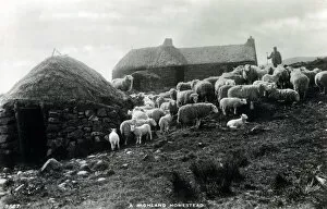 Homestead Gallery: A Highland Homestead with Shepherd and his flock - Scotland