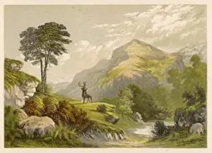 Highland Moors with Stag