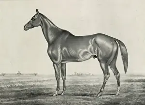 Highlander, by Glencoe, dam Castanet, by Monarch