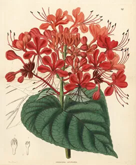 Lindley Collection: Hill glory bower, Clerodendrum infortunatum