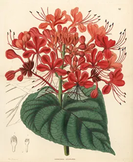 Drake Gallery: Hill glory bower, Clerodendrum infortunatum