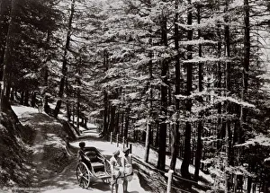 Hillside view, rickshaw, Simla, Shimla, India