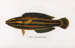 Stripped Prints: Hilu, Fishes of Hawaii