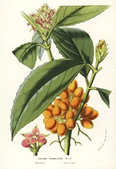 Himalayan Prints: Himalayan aucuba or aokiba, Aucuba himalaica