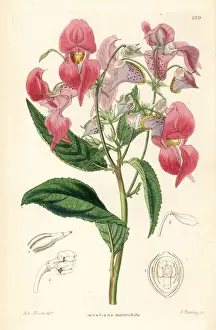 Ornamental Prints: Himalayan balsam, Impatiens glandulifera