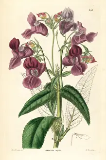 Himalayan balsam, Impatiens glandulifera
