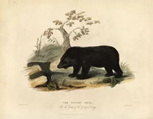 Himalayan black bear, Ursus thibetanus laniger