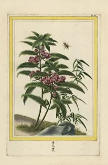 Curieuses Collection: Himalayan jewelweed, Impatiens glandulifera