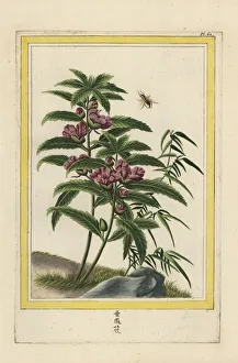 Enluminee Gallery: Himalayan jewelweed, Impatiens glandulifera