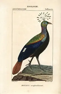 Himalayan monal, Lophophorus impejanus
