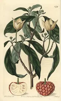 Strawberry Prints: Himalayan strawberry tree, Cornus capitata