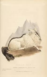 Ruminantia Collection: Himalayan tahr, Hemitragus jemlahicus
