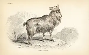 Himalayan tahr, Hemitragus jemlahicus