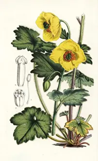 Himalayan woodland-poppy, Meconopsis villosa