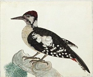 Images Dated 6th August 2013: Himalyan Woodpecker, Dendrocopos himalayensis