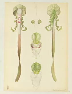 Bauer Gallery: Himantoglossum hircinum, Lizard Orchid flowers