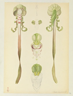 Images Dated 14th December 2015: Himantoglossum hircinum, Lizard Orchid flowers