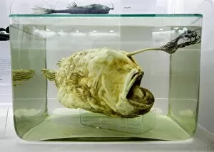 Himantolophus groenlandicus, football fish