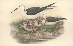 Himantopus himantopus, black-winged stilt