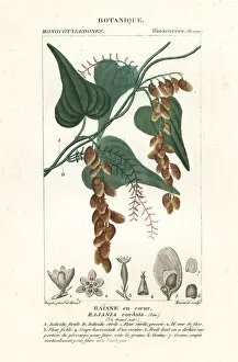 Crustacean Collection: Himber tree, Rajania cordata