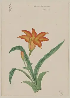 Hime kuwanso possibly heme kwanso - March