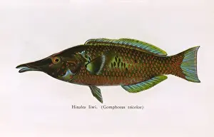 Hinalea Iiwi, Fishes of Hawaii