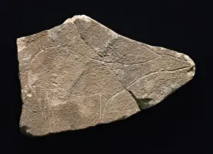 Valencian Prints: Hind on limestone. Upper Paleolithic. Solutrean