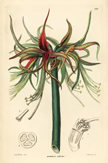 Hippeastrum cybister